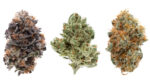 Close-up of Pav cannabis buds, showcasing dense, frosty green and purple hues with vibrant orange pistils and a sweet, earthy aroma.