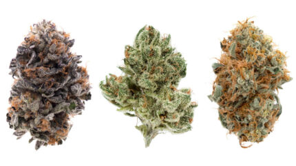 Close-up of Pav cannabis buds, showcasing dense, frosty green and purple hues with vibrant orange pistils and a sweet, earthy aroma.